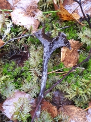 Craterellus caeruleofuscus