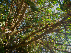 Ceratonia siliqua