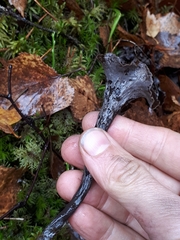 Craterellus caeruleofuscus