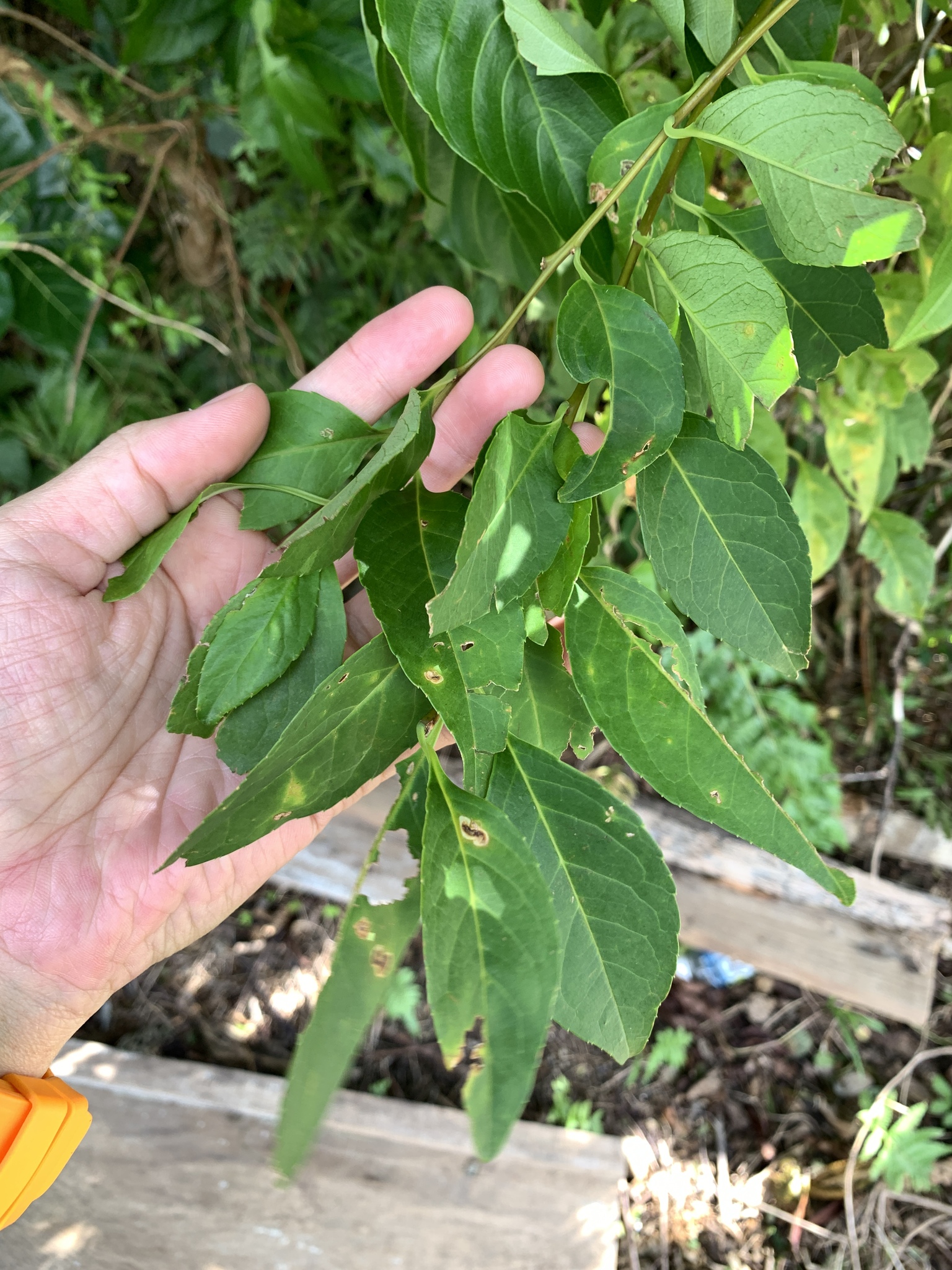 Imagem de Ilex kusanoi