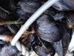 Mytilus chilensis