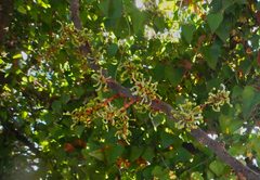 Ceratonia siliqua