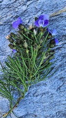 Psoralea arborea