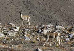 Procapra picticaudata