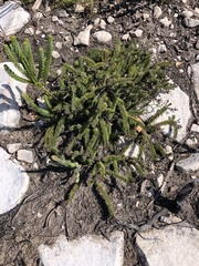 Senecio lycopodioides