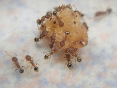 Pheidole parva