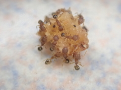 Pheidole parva