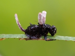 Ophiocordyceps dipterigena