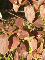 Cornus sanguinea