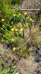 Euryops pinnatipartitus