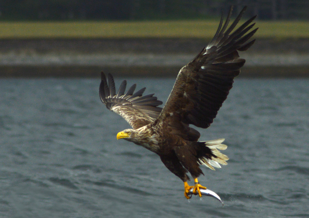 White-tailed Eagle (Haliaeetus albicilla) photo