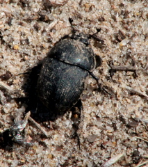 Geotrupes opacus