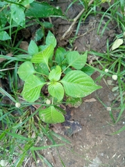 Acalypha indica