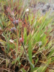 Babiana angustifolia