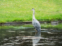 Ardea cinerea