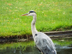 Ardea cinerea