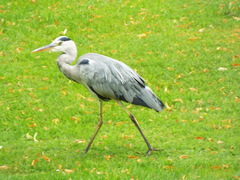 Ardea cinerea