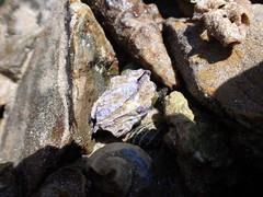 Austrobalanus imperator