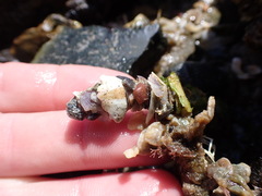 Diopatra dentata