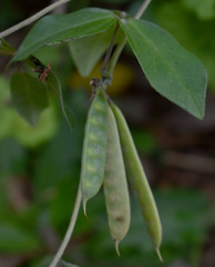 Macrotyloma axillare