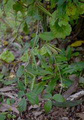 Macrotyloma axillare