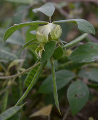 Macrotyloma axillare