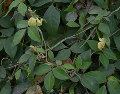 Macrotyloma axillare