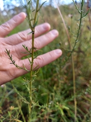 Symphyotrichum adnatum