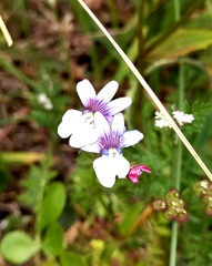 Nemesia versicolor