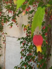 Callianthe megapotamica