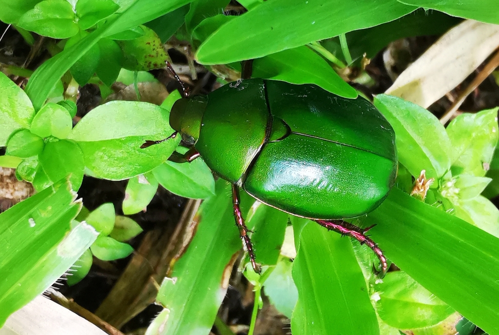 Large Green Chafer