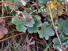 Alchemilla bombycina