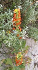 Manulea tomentosa