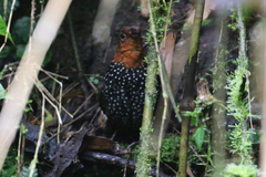 Acropternis orthonyx