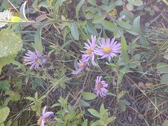 Aster amellus bessarabicus