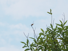 Urothemis signata yiei