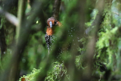 Acropternis orthonyx