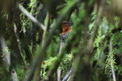 Acropternis orthonyx