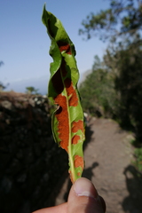 Aceria barbujanae