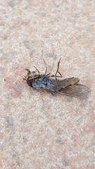 Episyrphus balteatus