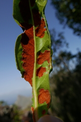 Aceria barbujanae