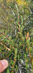 Cliffortia ericifolia