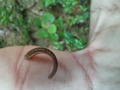 Haemadipsa interrupta