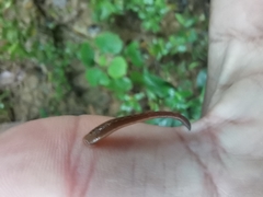 Haemadipsa interrupta
