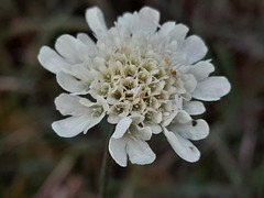 Scabiosa bipinnata
