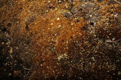 Eccremidium pulchellum