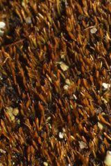 Eccremidium pulchellum