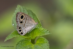 Ypthima huebneri