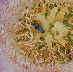 Urodontinae