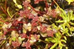 Hydrocotyle alata
